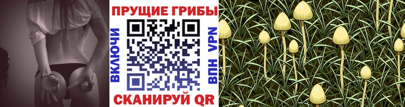 Псилоцибиновые грибы мухоморы  Сясьстрой 